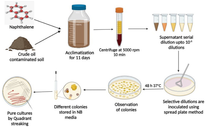 Biodegradation of naphthalene – Ecofriendly approach for soil pollution mitigation