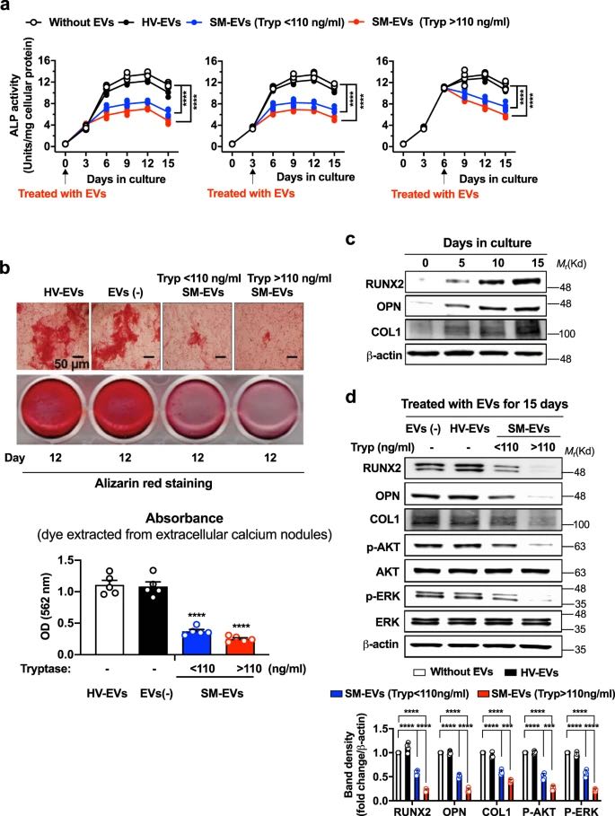 Mastocytosis-derived extracellular vesicles deliver miR-23a and miR-30a into pre-osteoblasts and prevent osteoblastogenesis and bone formation